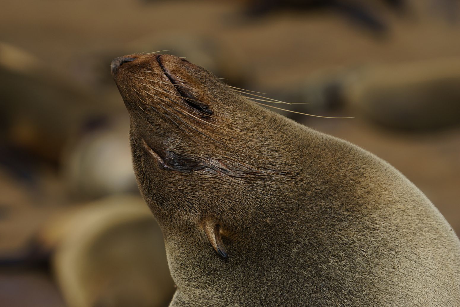 Cape Cross seals colony, Namibia